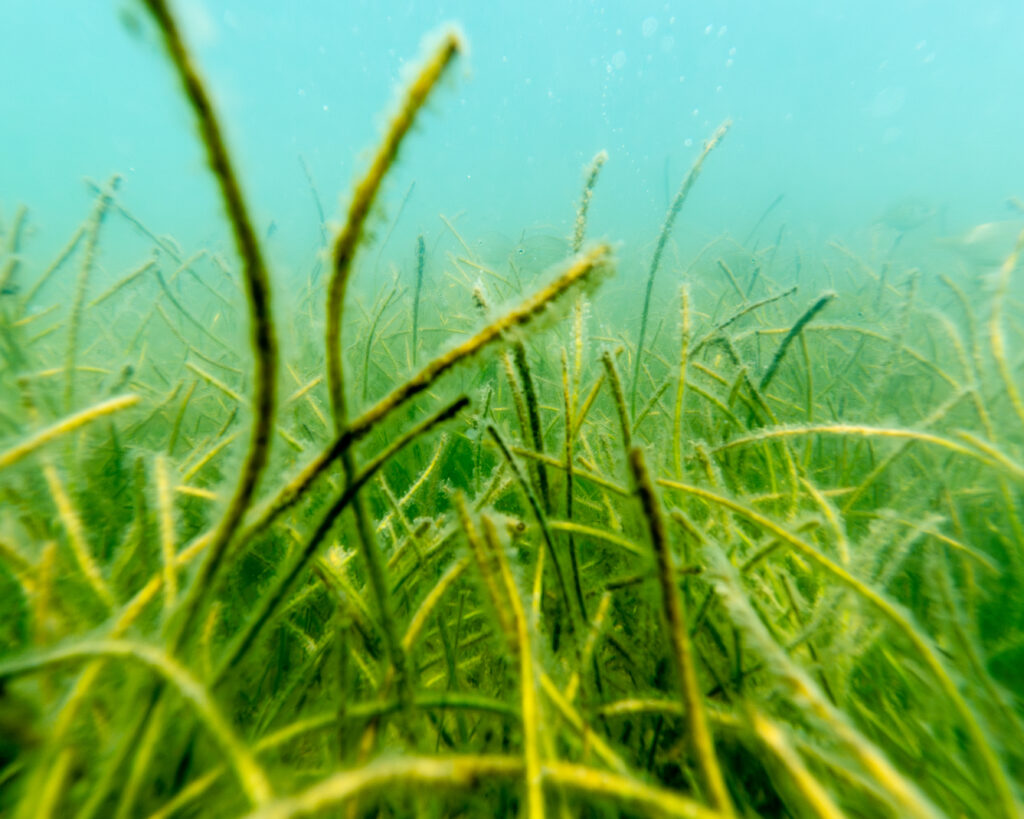 Underwater view of a dense seagrass bed with long, narrow green blades swaying on a sandy bottom, with a small fish visible in the background.