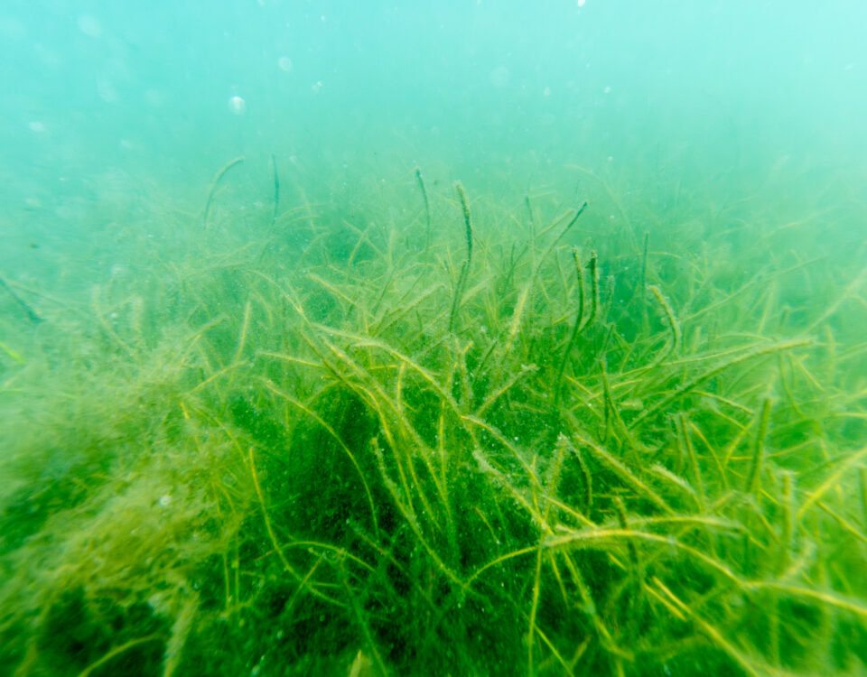 Underwater view of a dense seagrass bed with long, narrow green blades swaying on a sandy bottom.