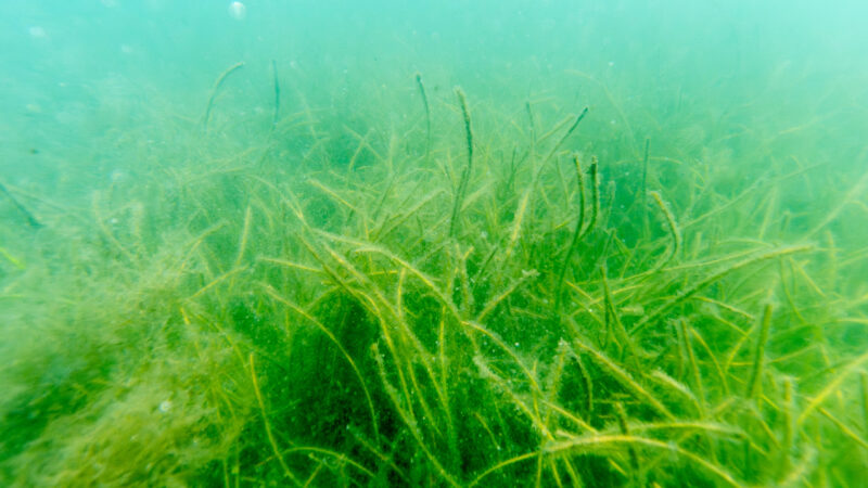 Underwater view of a dense seagrass bed with long, narrow green blades swaying on a sandy bottom.