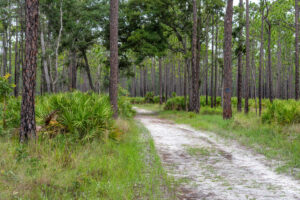 A sand trail lined by pine trees