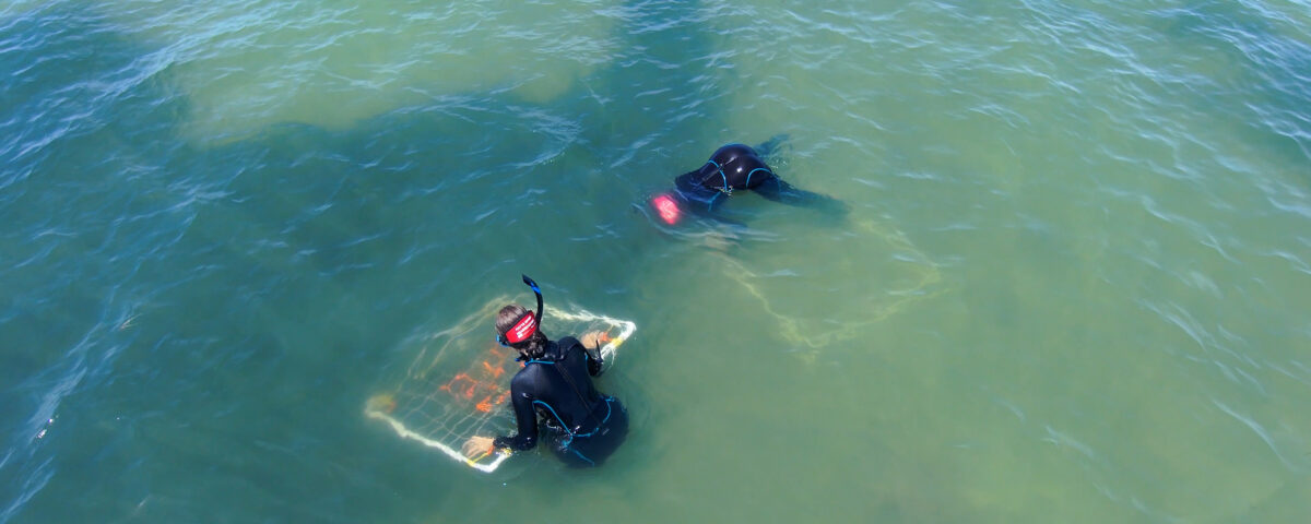 Two divers in black wetsuits conducting a field survey in shallow coastal waters, with one diver examining a framed underwater sampling quadrat containing aquatic vegetation.