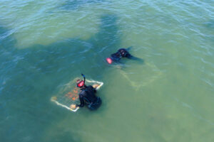 Two divers in black wetsuits conducting a field survey in shallow coastal waters, with one diver examining a framed underwater sampling quadrat containing aquatic vegetation.