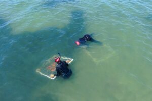 Two divers in black wetsuits conducting a field survey in shallow coastal waters, with one diver examining a framed underwater sampling quadrat containing aquatic vegetation.