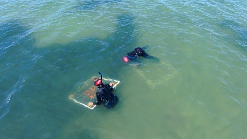 Two divers in black wetsuits conducting a field survey in shallow coastal waters, with one diver examining a framed underwater sampling quadrat containing aquatic vegetation.