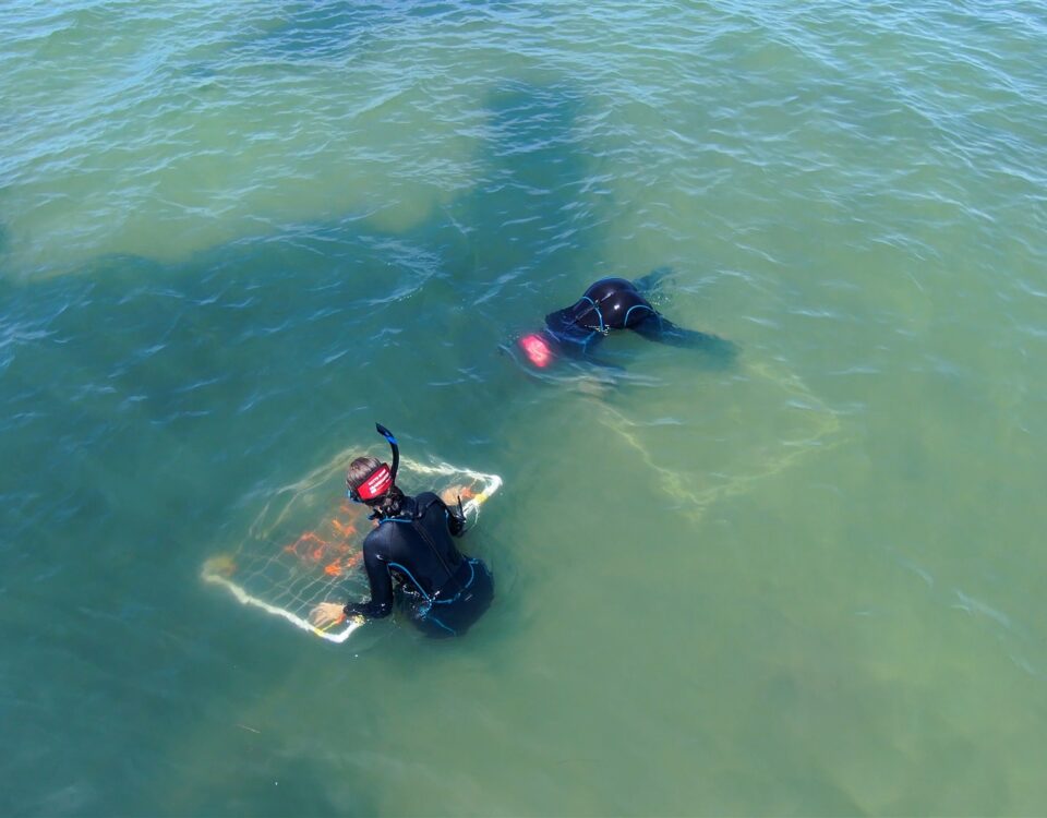 Two divers in black wetsuits conducting a field survey in shallow coastal waters, with one diver examining a framed underwater sampling quadrat containing aquatic vegetation.