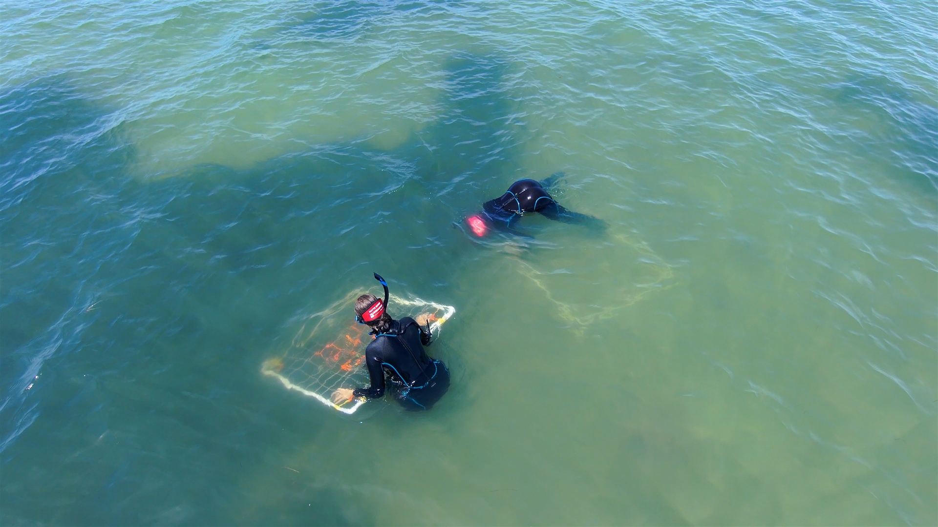 Two divers in black wetsuits conducting a field survey in shallow coastal waters, with one diver examining a framed underwater sampling quadrat containing aquatic vegetation.