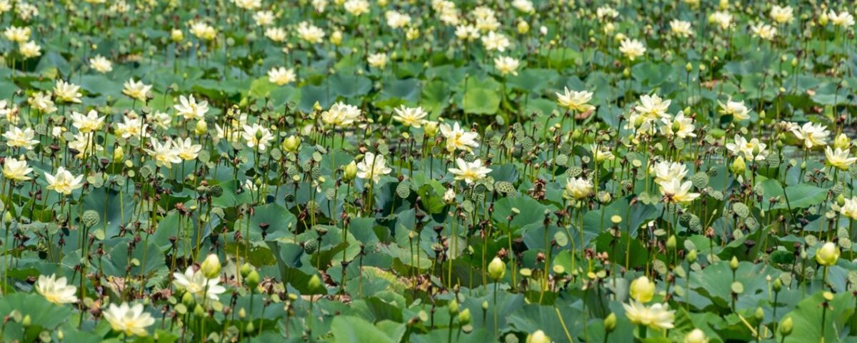 a field of small yellow flowers and green lily pads