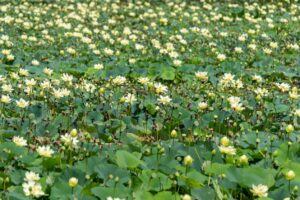 a field of small yellow flowers and green lily pads