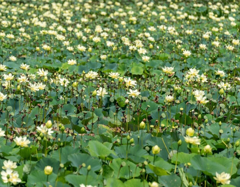 a field of small yellow flowers and green lily pads