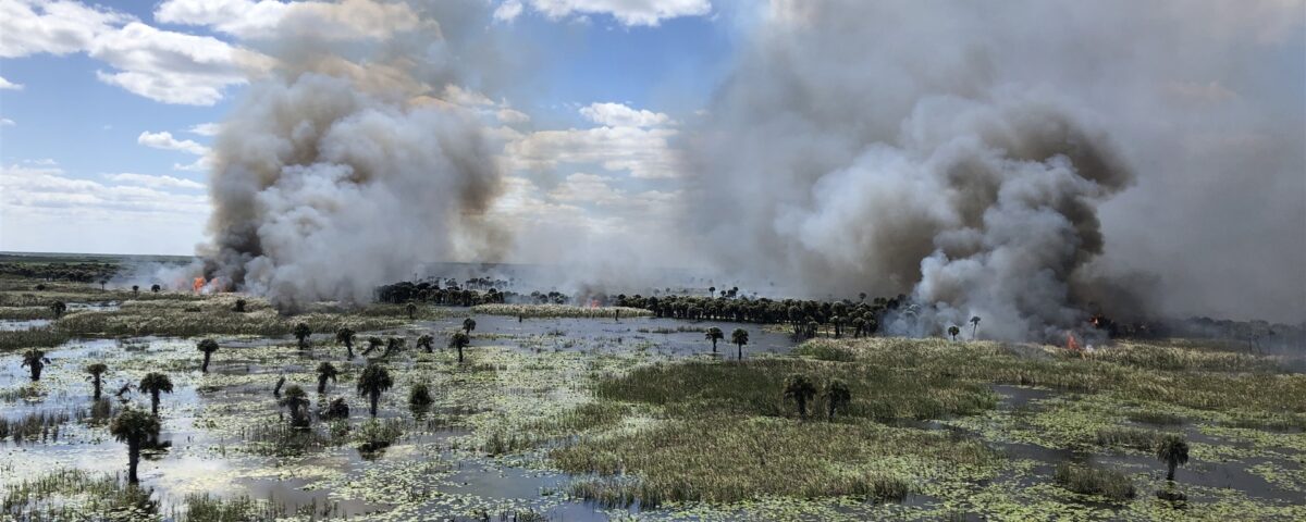 Prescribed fire burning through a marsh at Three Forks conservation area, with tall smoke plumes rising above wetland grasses, scattered palms, and open water under a partly cloudy sky, illustrating managed fire used to maintain healthy wetland habitat for a water management district.