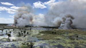 Prescribed fire burning through a marsh at Three Forks conservation area, with tall smoke plumes rising above wetland grasses, scattered palms, and open water under a partly cloudy sky, illustrating managed fire used to maintain healthy wetland habitat for a water management district.