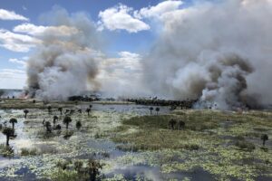 Prescribed fire burning through a marsh at Three Forks conservation area, with tall smoke plumes rising above wetland grasses, scattered palms, and open water under a partly cloudy sky, illustrating managed fire used to maintain healthy wetland habitat for a water management district.
