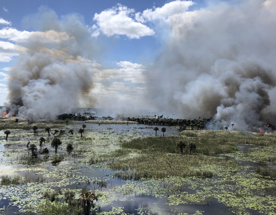 Prescribed fire burning through a marsh at Three Forks conservation area, with tall smoke plumes rising above wetland grasses, scattered palms, and open water under a partly cloudy sky, illustrating managed fire used to maintain healthy wetland habitat for a water management district.