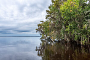 Dense shoreline trees draped with hanging moss over calm, dark, reflective lake water under a cloudy sky, illustrating a natural freshwater shoreline in a water management district.