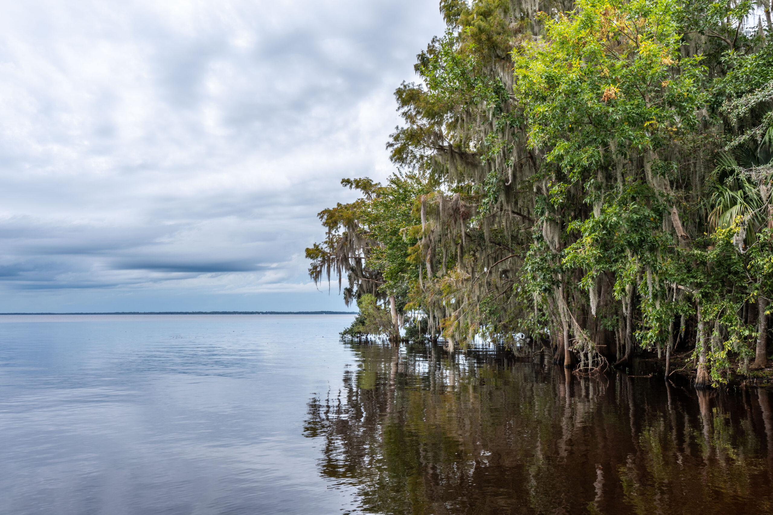 Dense shoreline trees draped with hanging moss over calm, dark, reflective lake water under a cloudy sky, illustrating a natural freshwater shoreline in a water management district.