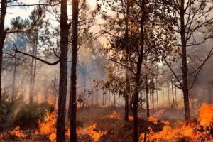 orange-creek-prescribed-fire_1920x1080