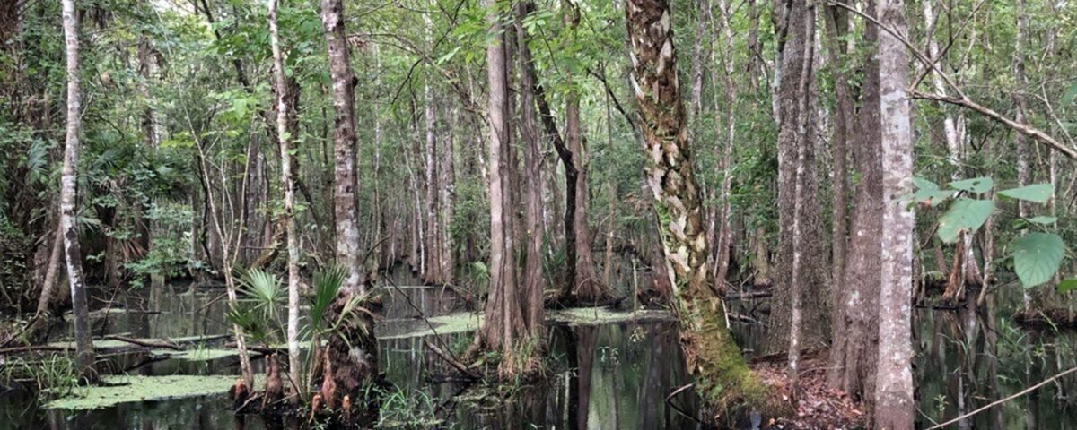 Shaded forested wetland with standing blackwater, tall cypress and mixed hardwood trees, scattered palmettos, and patches of floating vegetation, illustrating a natural swamp habitat within a water management district.