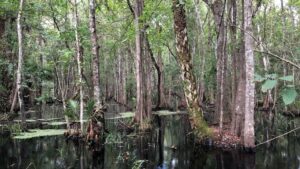 Shaded forested wetland with standing blackwater, tall cypress and mixed hardwood trees, scattered palmettos, and patches of floating vegetation, illustrating a natural swamp habitat within a water management district.