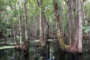 turnbull-hammock-ca_1920x1080 Shaded forested wetland with standing blackwater, tall cypress and mixed hardwood trees, scattered palmettos, and patches of floating vegetation, illustrating a natural swamp habitat within a water management district.