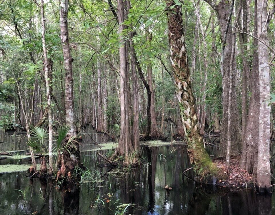 Shaded forested wetland with standing blackwater, tall cypress and mixed hardwood trees, scattered palmettos, and patches of floating vegetation, illustrating a natural swamp habitat within a water management district.