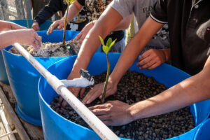 Students planting mangroves in an aquaponic garden.