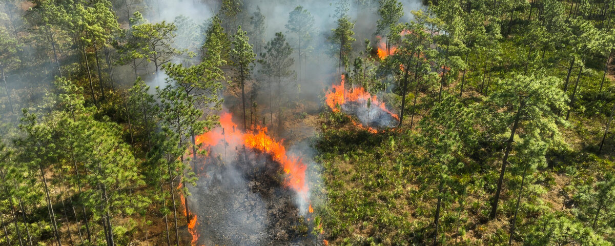 Aerial image of a pine forest with patches on fire