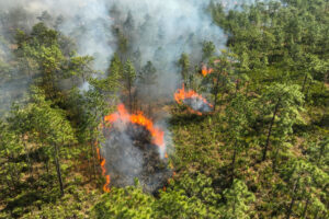 Hal Scott prescribed fire Aerial image of a pine forest with patches on fire
