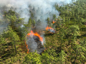 Aerial image of a pine forest with patches on fire