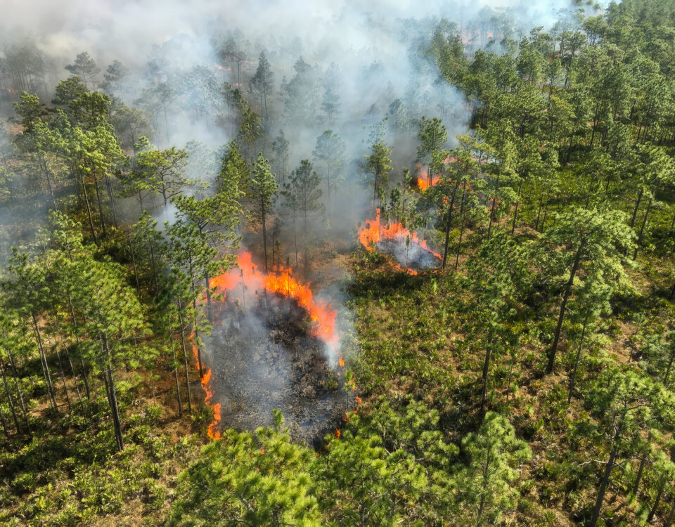 Aerial image of a pine forest with patches on fire