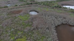 Aerial view of a coastal wetland in a water management district, showing dense gray-brown vegetation, small open-water ponds, and patches of bright green marsh plants indicating varying habitat and water conditions.