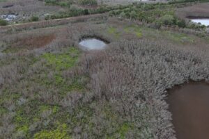 Levy02_1920x1080 Aerial view of a coastal wetland in a water management district, showing dense gray-brown vegetation, small open-water ponds, and patches of bright green marsh plants indicating varying habitat and water conditions.