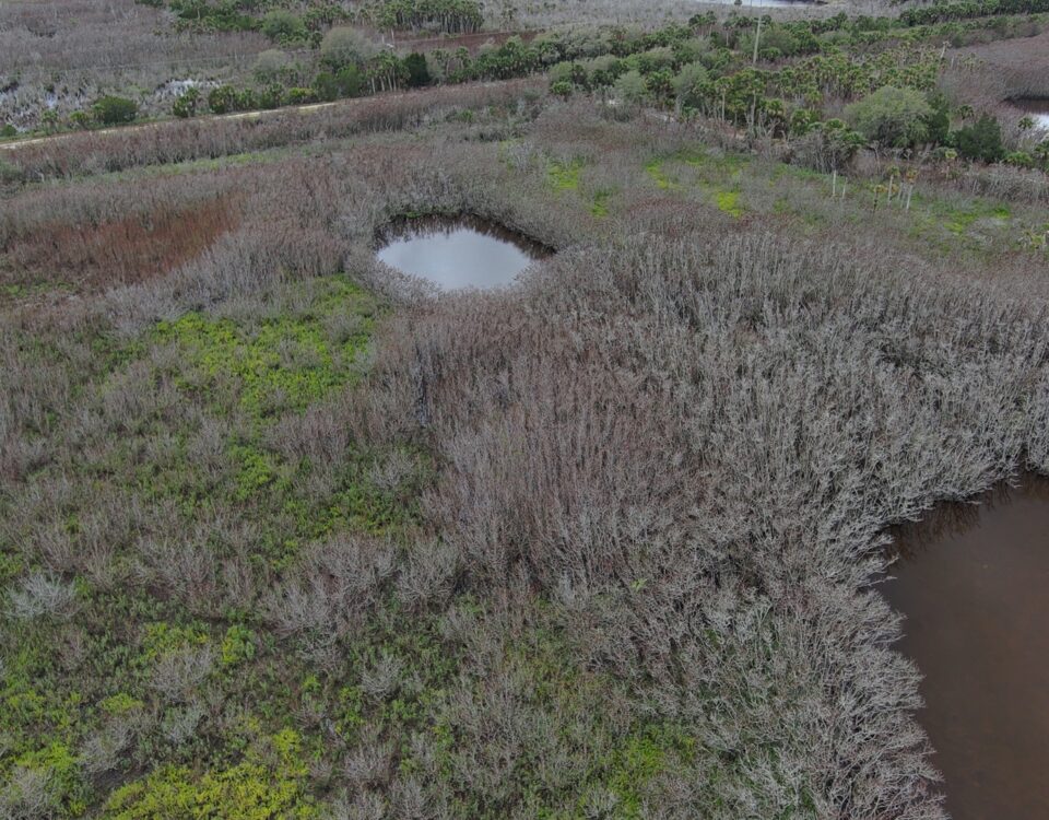 Aerial view of a coastal wetland in a water management district, showing dense gray-brown vegetation, small open-water ponds, and patches of bright green marsh plants indicating varying habitat and water conditions.