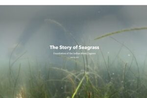 Seagrass storymap - header The District’s new interactive StoryMap explores the importance of seagrass and efforts to support its recovery in the Indian River Lagoon.
