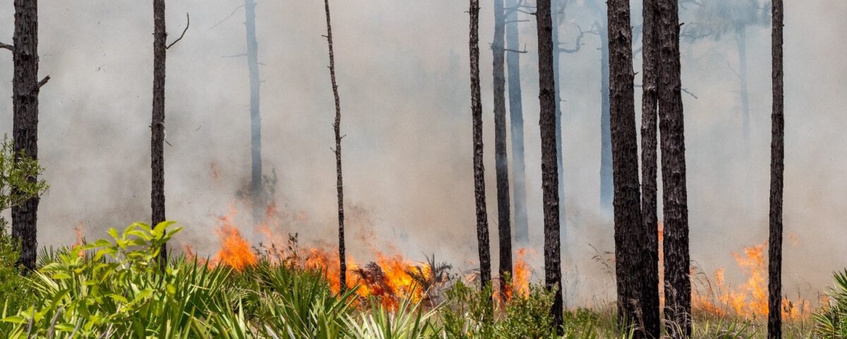 Low-intensity prescribed fire burning through palmetto and grasses beneath tall pine trees, with thick smoke drifting through the forest at a water management district conservation area.