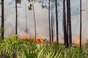 hal-scott-prescribed-fire Low-intensity prescribed fire burning through palmetto and grasses beneath tall pine trees, with thick smoke drifting through the forest at a water management district conservation area.