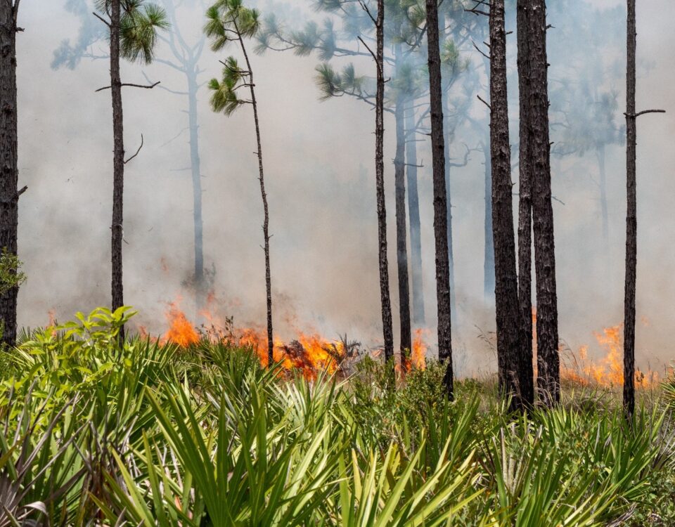 Low-intensity prescribed fire burning through palmetto and grasses beneath tall pine trees, with thick smoke drifting through the forest at a water management district conservation area.