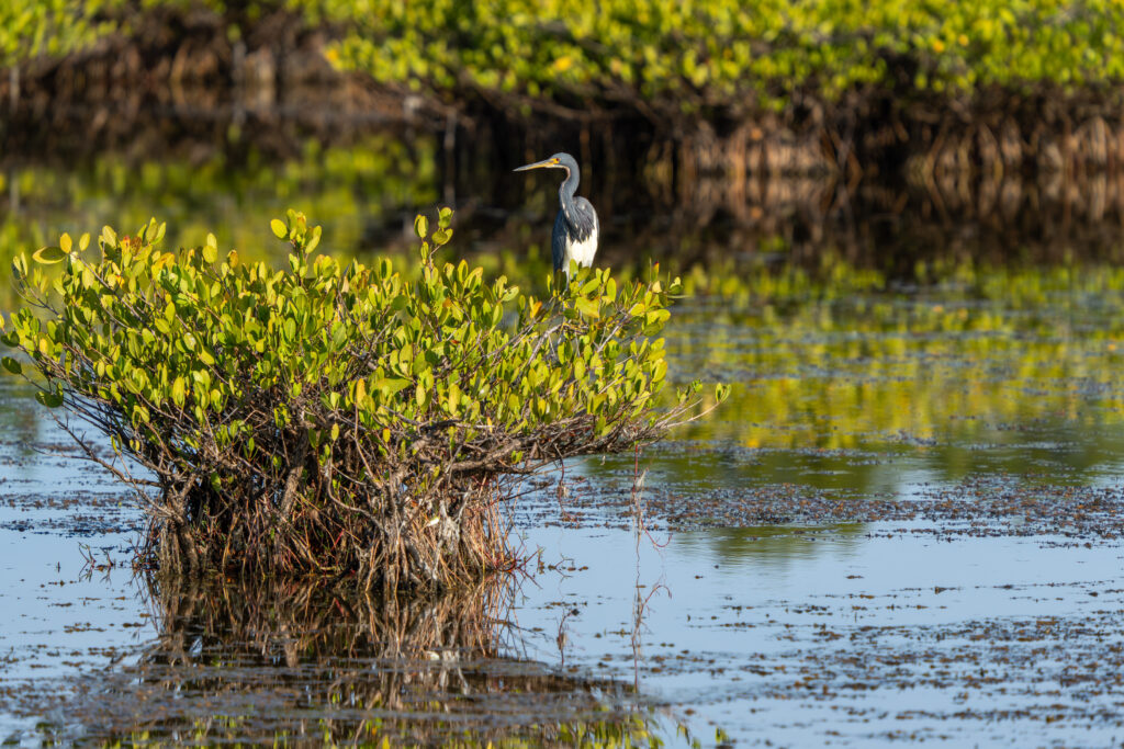 Each year, National Estuaries Week, observed during the last full week of September, celebrates the vital role estuaries play in supporting wildlife, local economies and coastal communities. Among the most productive ecosystems on Earth, estuaries provide habitat for thousands of species, support commercial and recreational fisheries, protect shorelines and offer countless opportunities for recreation.
