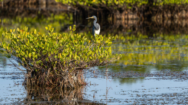A tricolored heron rests among mangroves in the Indian River Lagoon, one of North America’s most diverse estuaries.