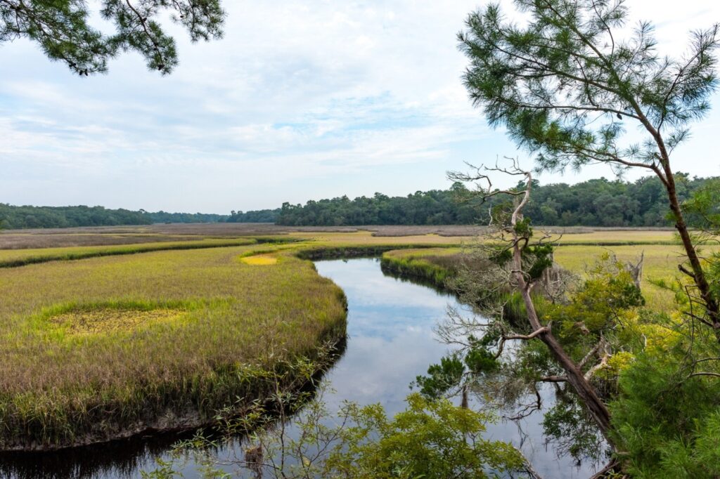 Winding tidal creek flowing through a coastal marsh bordered by grasses and trees.