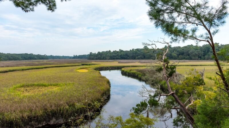 Winding tidal creek flowing through a coastal marsh bordered by grasses and trees.