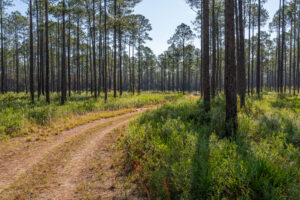 Whether you're exploring a scenic trail, paddling on the lake or looking for wildlife, Newnans Lake Conservation Area offers visitors a chance to experience Florida's natural beauty firsthand.