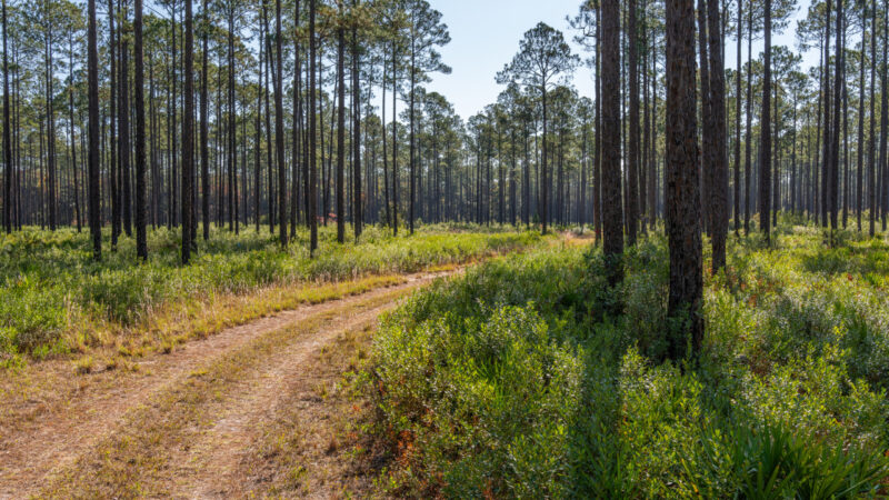 Newnans Lake Conservation Area - Hatchet Creek Tract