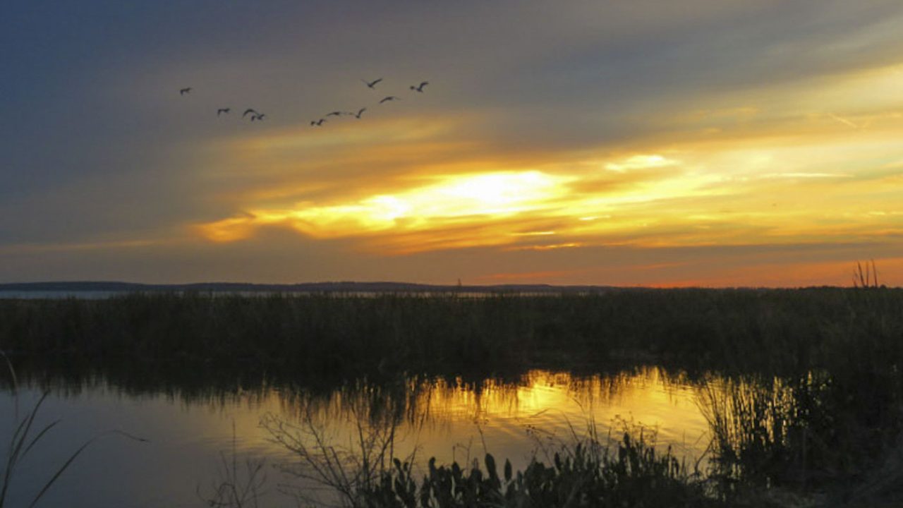 Birds flying over Lake Apopka at sunset