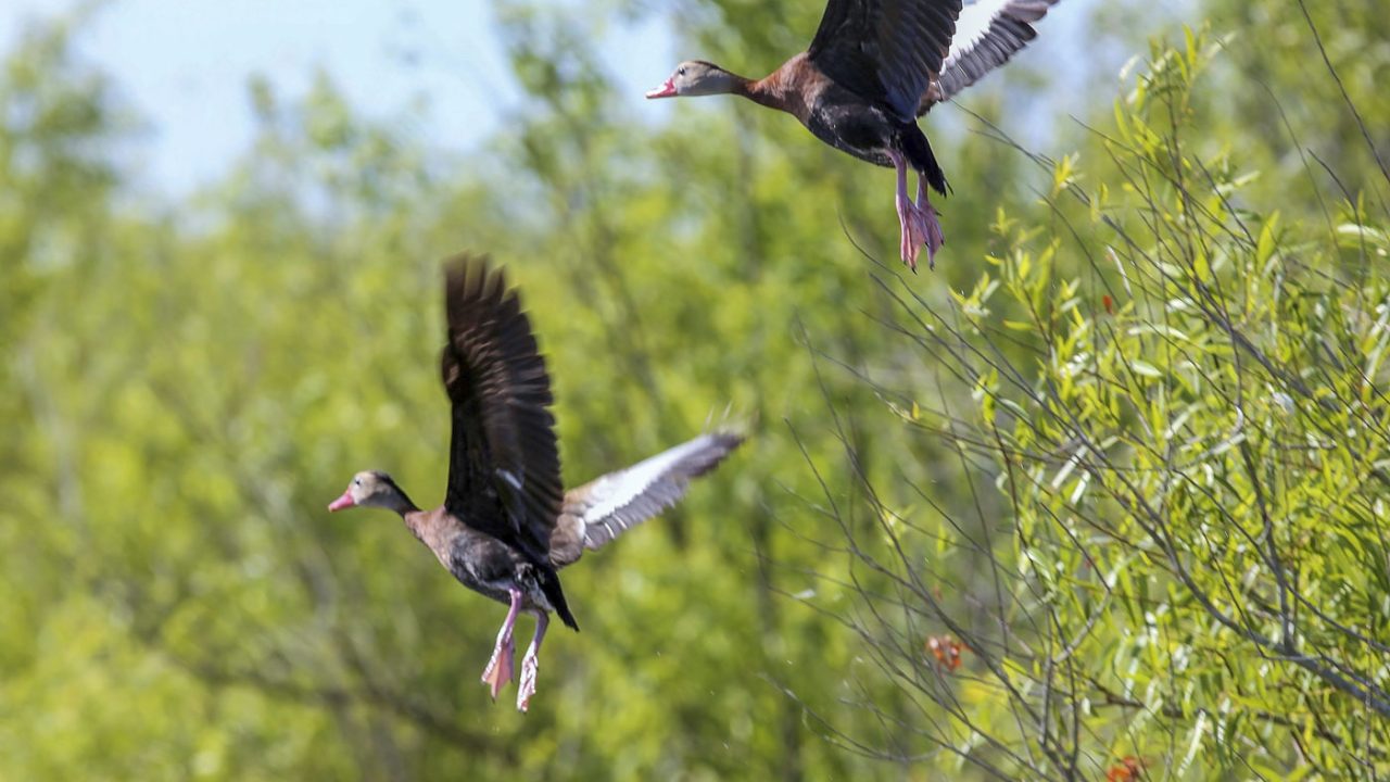 Whistling ducks flying