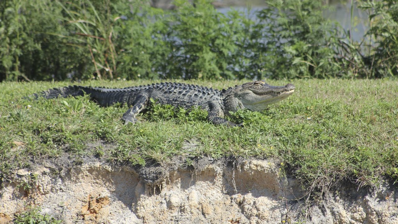 Alligator on a levee
