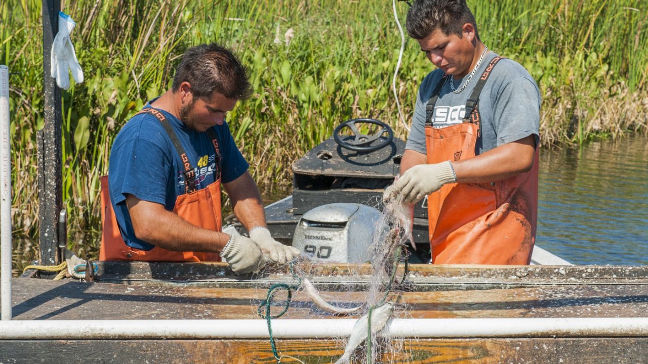 Fisheermen catching gizzard shad at Lake Apopka