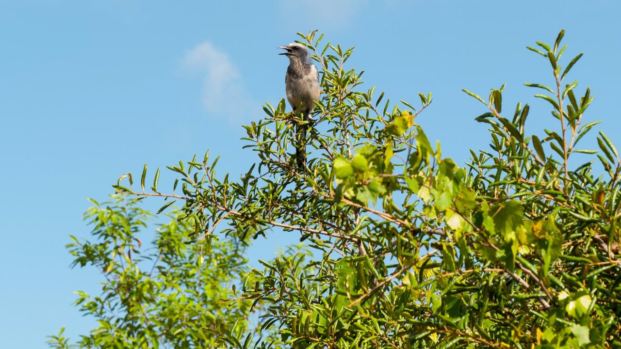 Scrub Jay at Lake Apopka North Shore