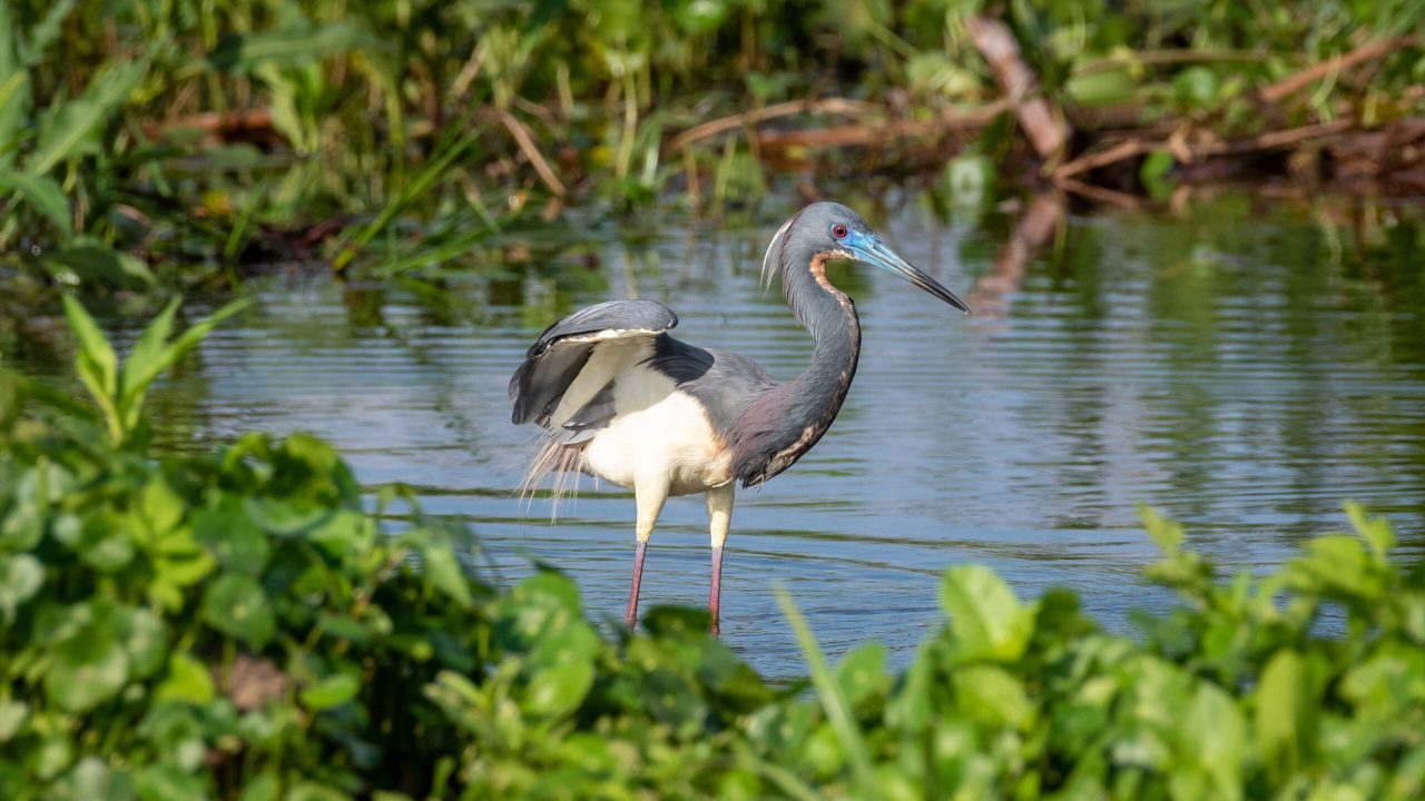 A tricolored heron with wings partially spread while wading in shallow water surrounded by aquatic vegetation