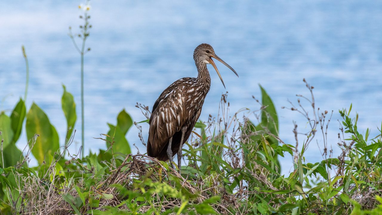 A limpkin with distinctive brown and white streaked plumage and long curved bill perched among wetland vegetation at the water's edge