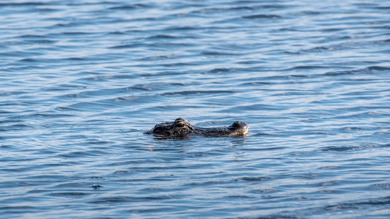 An American alligator swimming at the surface of calm blue water with only its eyes and snout visible above the waterline